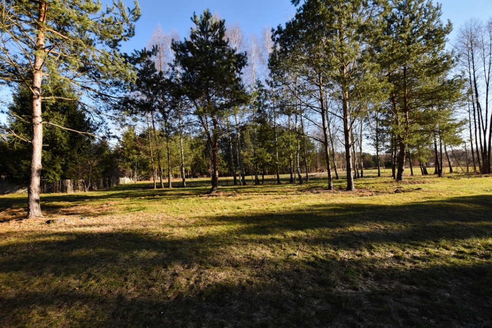 Działki w otoczeniu lasu  - Wysoka Głogowska
